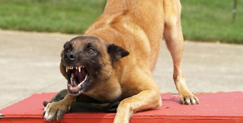 How To Make Dog Become Fully Aggressive With Few Simple Tips