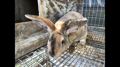 Rabbitry Tour and Critique
