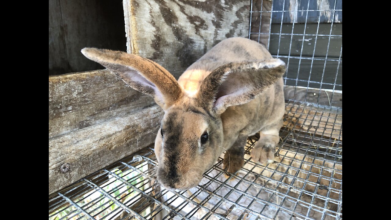 Rabbitry Tour and Critique