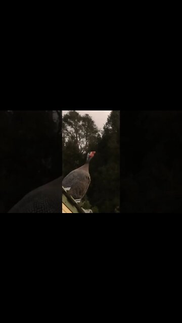 Female guinea fowl share calls at nightfall