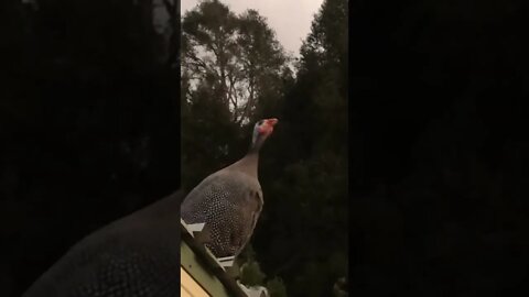 Female guinea fowl share calls at nightfall