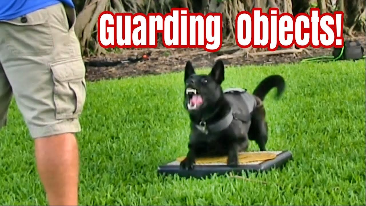 Teaching Dogs to Guard Objects and People