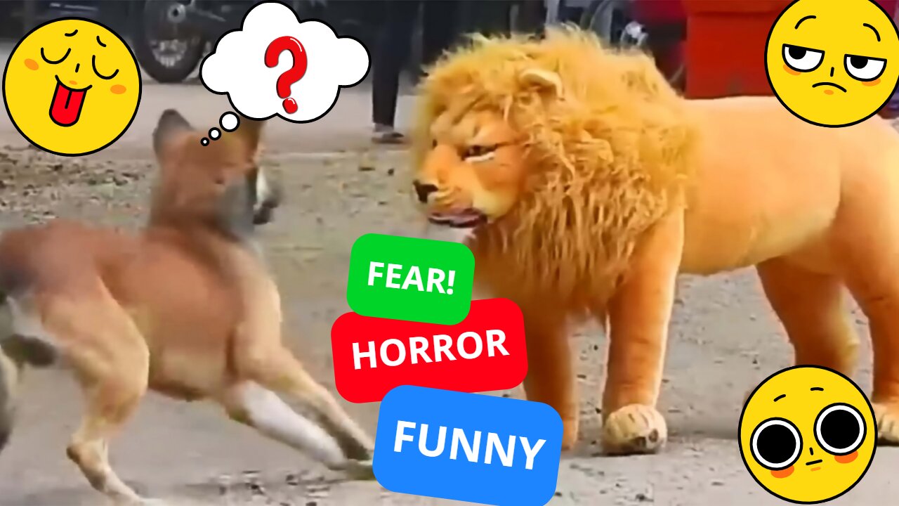 Dogs scared of funny pranks and unexpected reactions, laughter without limits