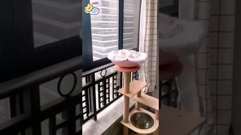 funny cat videos | cute cat videos| cute animals funny cats #shorts #shortsfunny #cutecat #funnycat