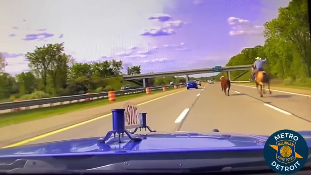 Loose cow captured along freeway by cowboys