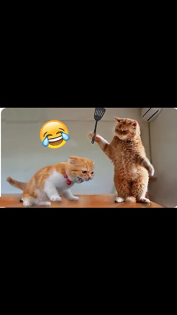 Hey one in a Million love cat 😻💖🐶 Cute kitten hugs puppy #shorts #pets #cats #puppy #dog