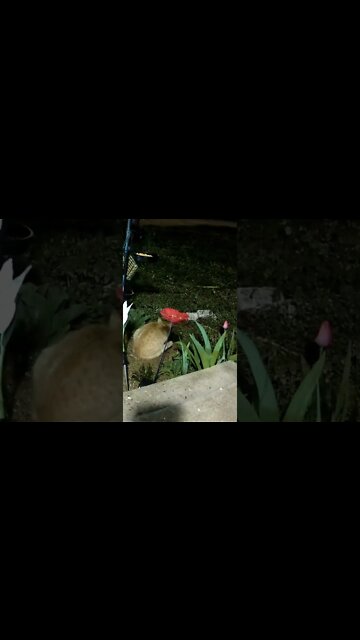 The Orange Cat Catches A Mouse And Eats It! #Shorts 😺