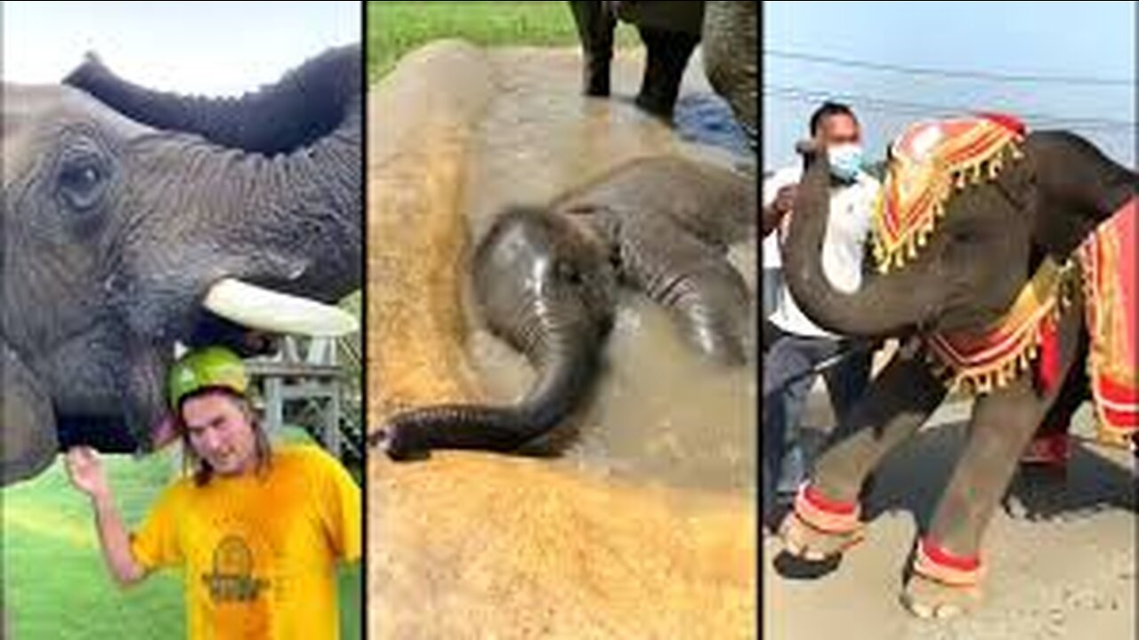 Elephant crazy 🤣 enjoy Funny video clips 😂