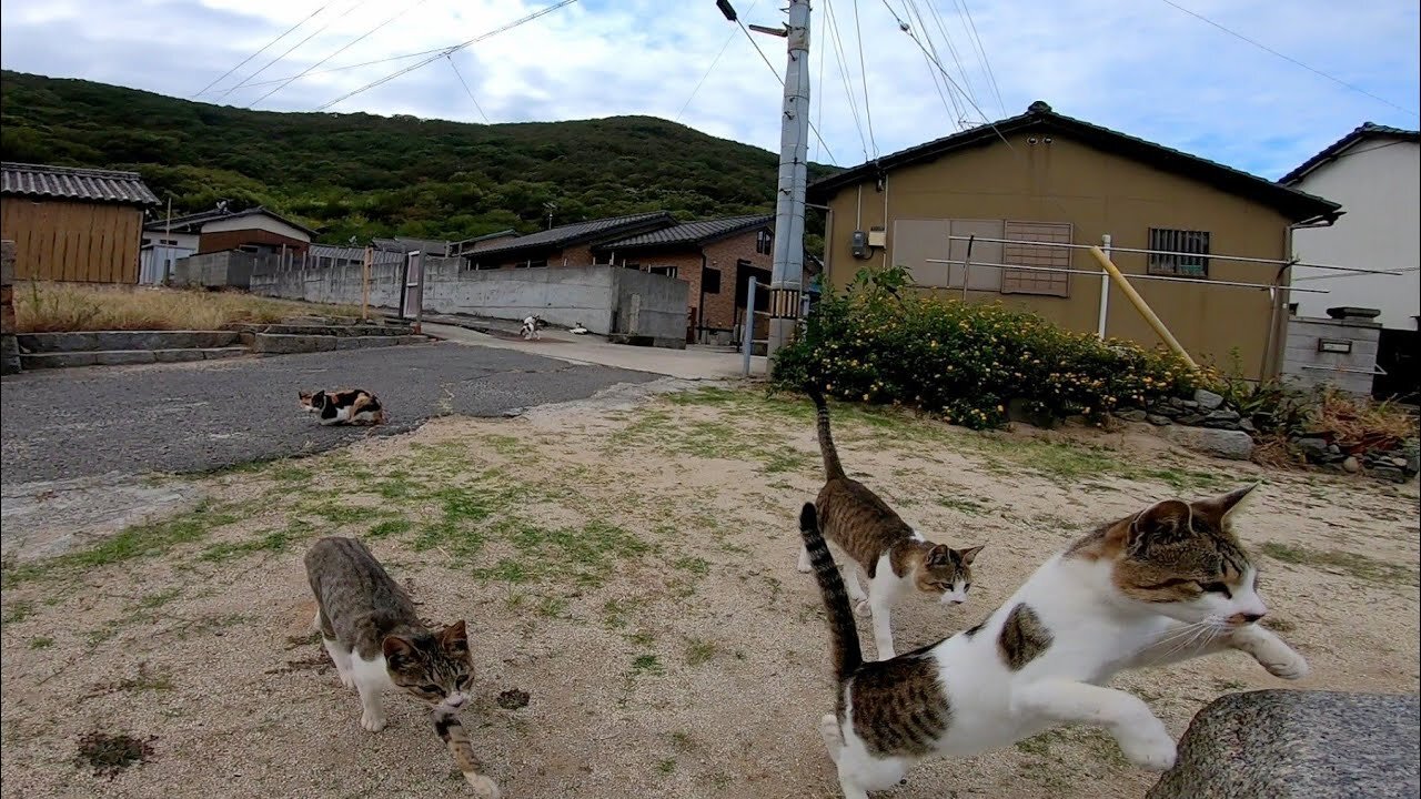 As I was sitting on the Cat Island, in no time, a group of stray cats surrounded me