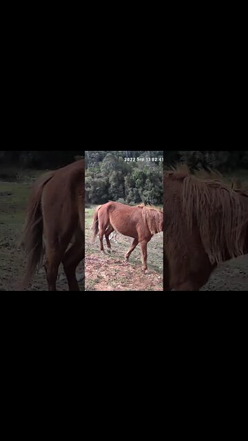 The secret lives of brumbies