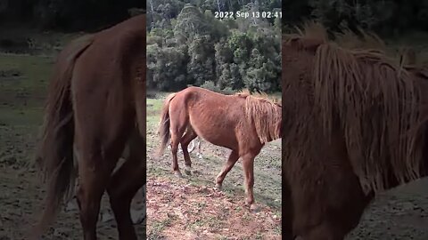 The secret lives of brumbies