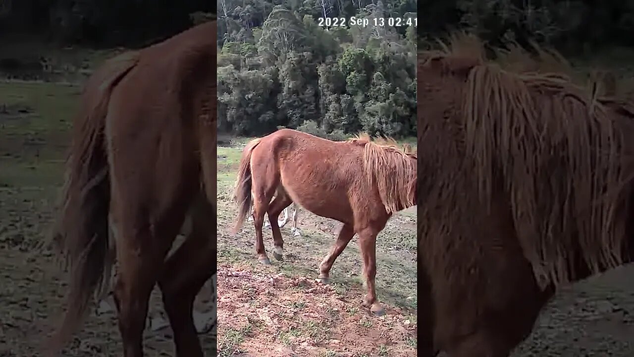 The secret lives of brumbies