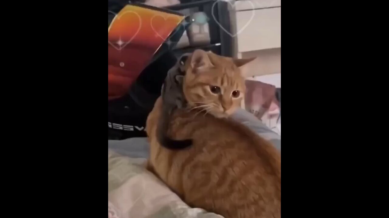 Cat doesn’t know what to do!