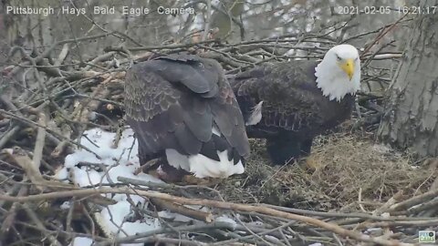 Hays Bald Eagle Dad brings Mom a food gift 2021 02 05 2:19PM