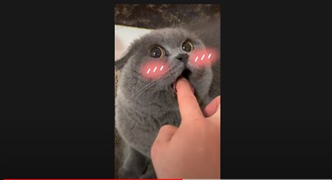 Angry Cats 😾