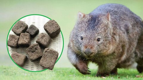 Conheça o único animal que faz cocô quadrado (Vombate)