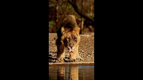 #loin life