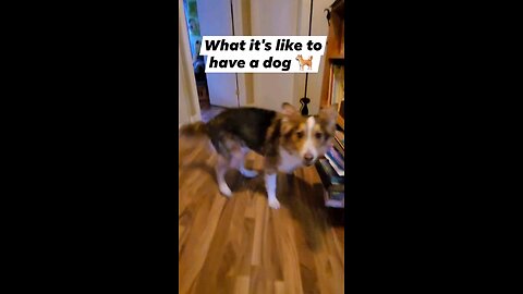 If you have a dog, you know this !!