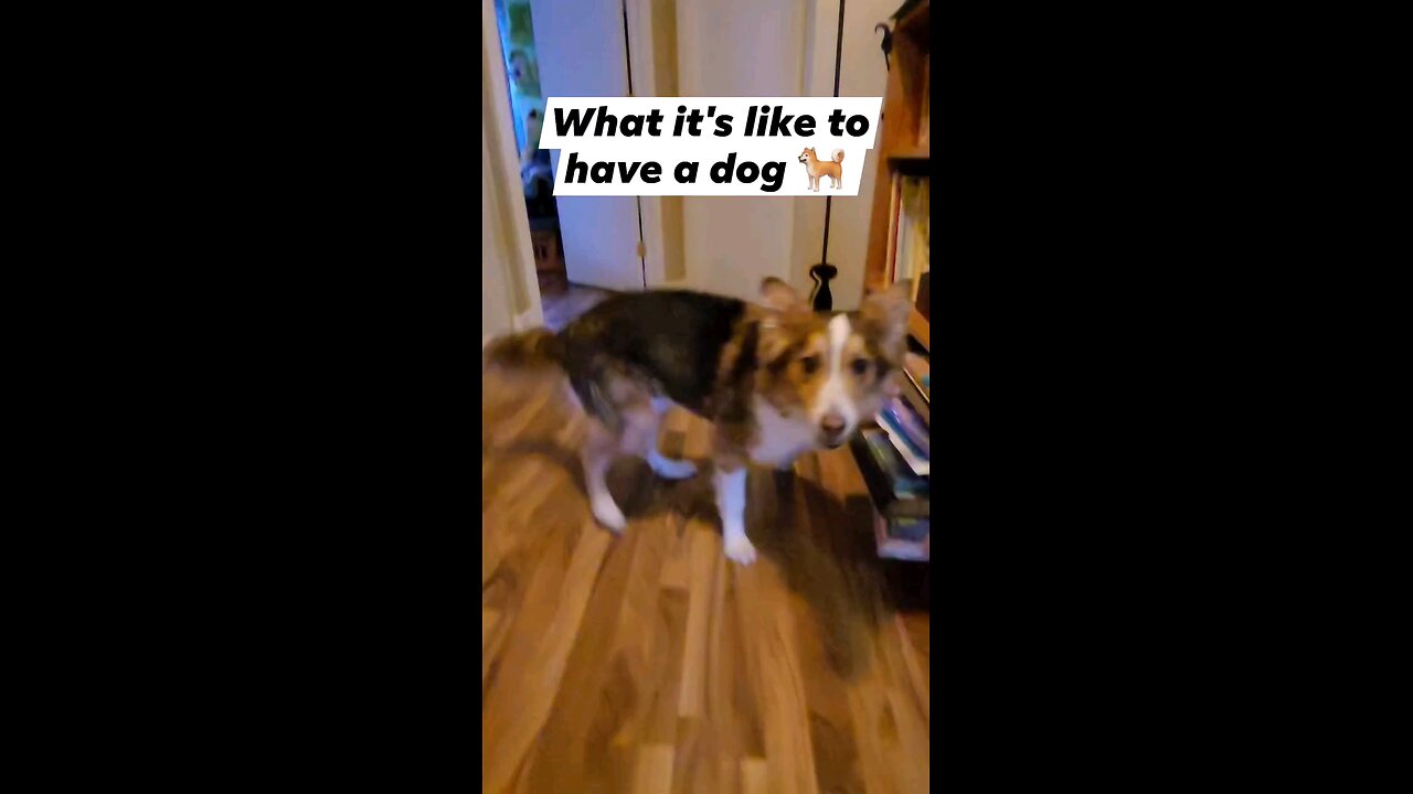 If you have a dog, you know this !!