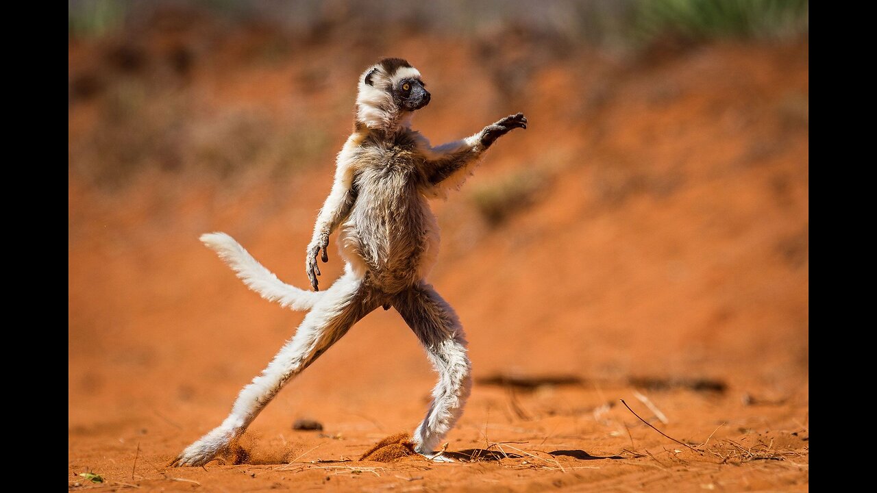 FUNNIEST ANIMAL Videos of the Year 2022