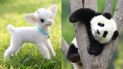 cute animals