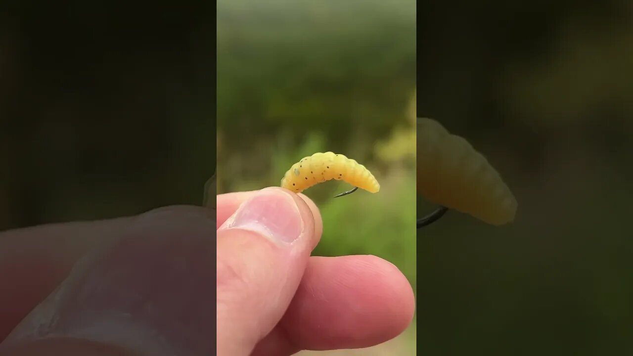 The Zombie Skin Wax Worm is a pretty juicy snack for big panfish! #bluegill #panfish #fishing #bass