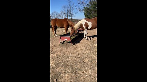 horses eating