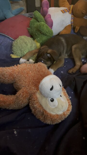 The little one plays while the big one supervises