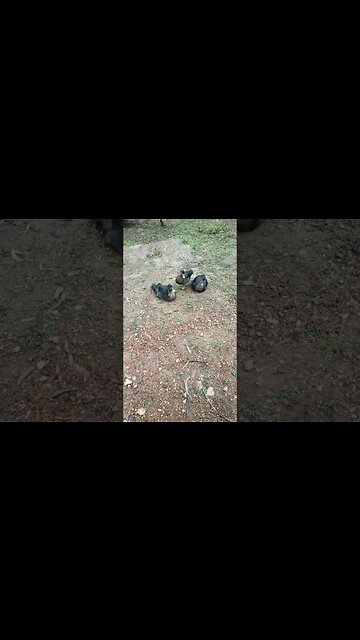 Three beautiful bronze Muscovy Ducks