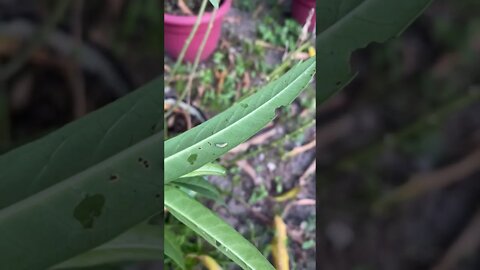 Baby Caterpillars on our Milkweed