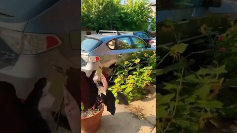 BEAUTIFUL!!! #shorts #plants #nature #viral #youtubeshorts