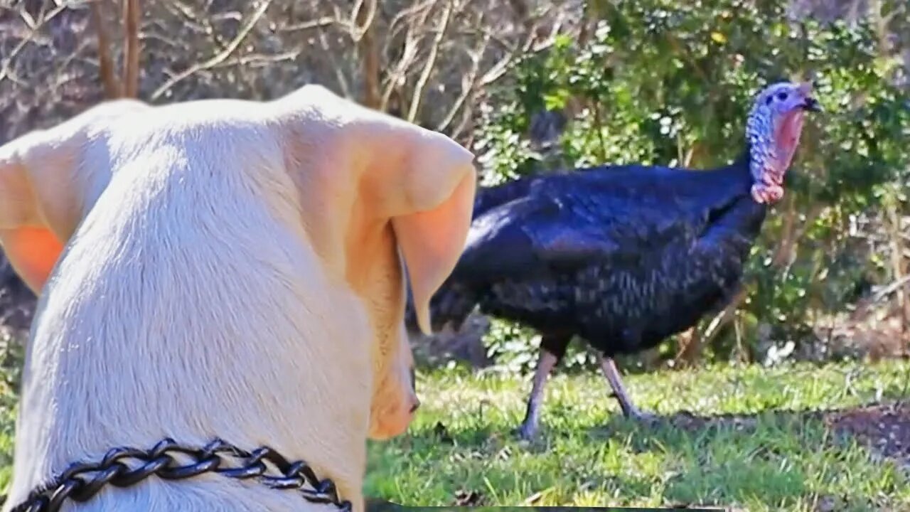 Darla the Dogo Argentino Encounters a Turkey