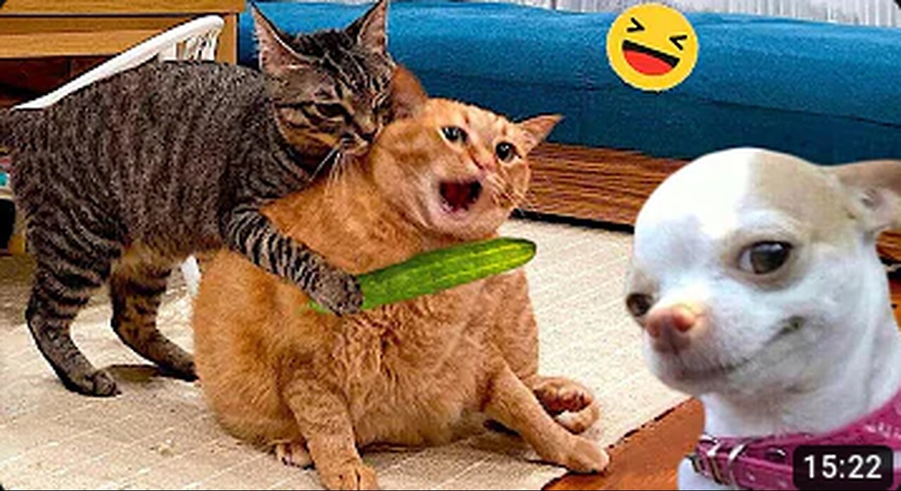 Funny videos, funny animals Hub, funny cats and dogs reactions, 🐕😄😆🤣😂, performance 🤣funny 🐕😄