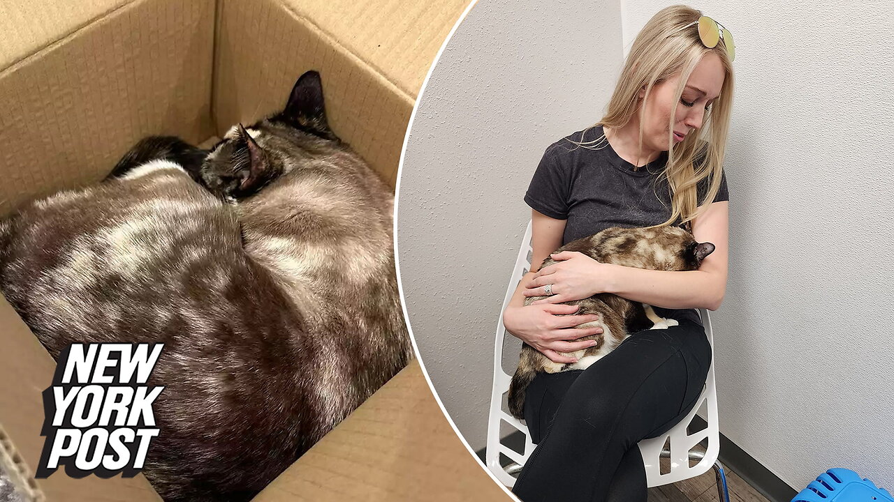 Couple accidentally ship cat hundreds of miles in Amazon box