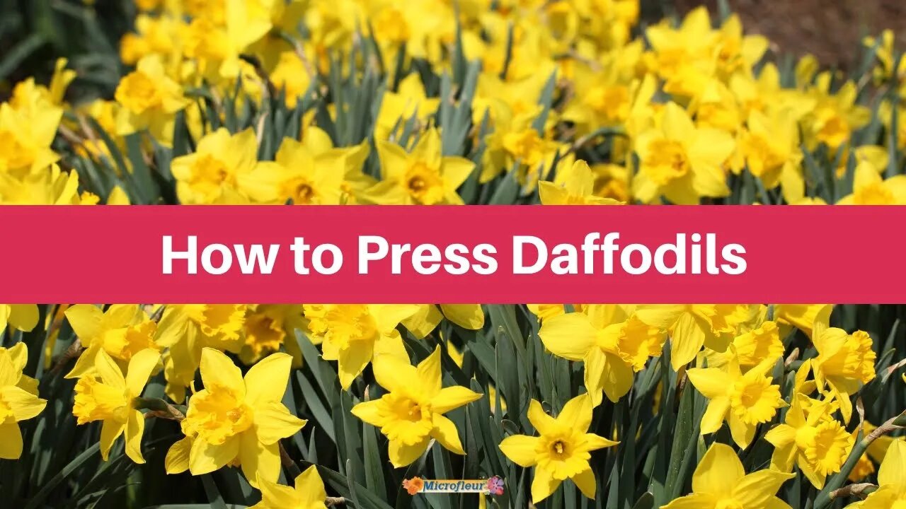 How to Press: Daffodils