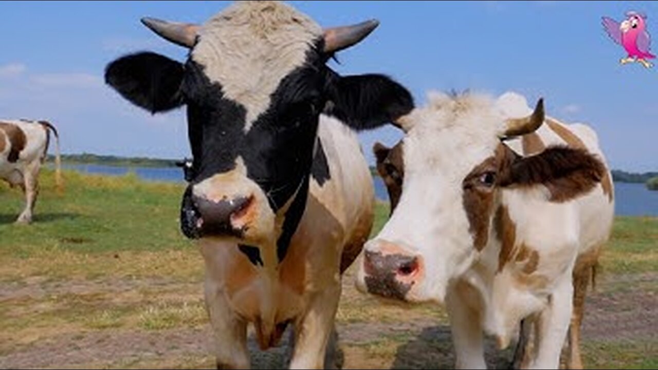 COW VIDEO 🐮🐄 COWS MOOING AND GRAZING IN A FIELD 🐄🐮