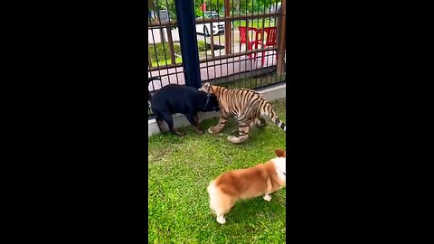 Dog and Tiger playing 😯