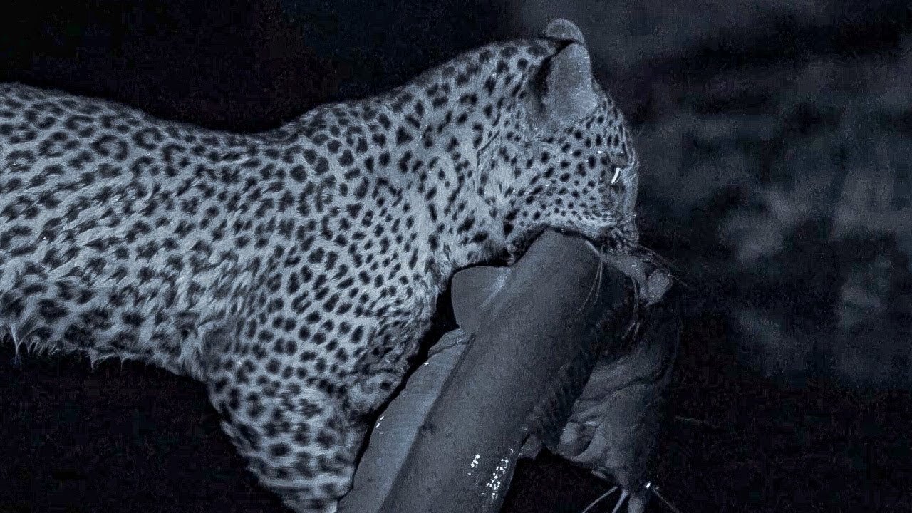 Leopard Family Learns to Fish at Night