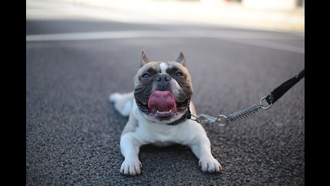 Funny animals in unusual situations 😁🐱🐶🤣