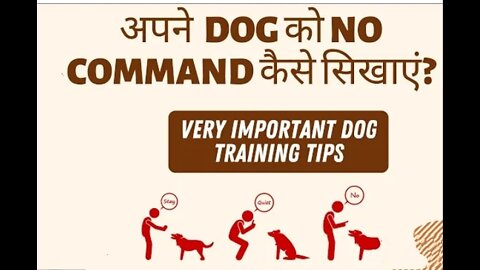 Dog funy trening video