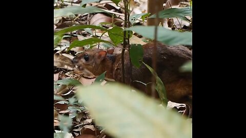 mouse deer