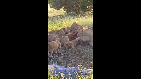 The king and his family having lunch #wildlifemagictv #wildlife #wild #nature #animals #lions