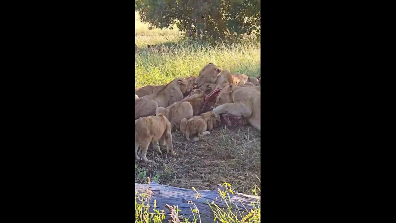 The king and his family having lunch #wildlifemagictv #wildlife #wild #nature #animals #lions