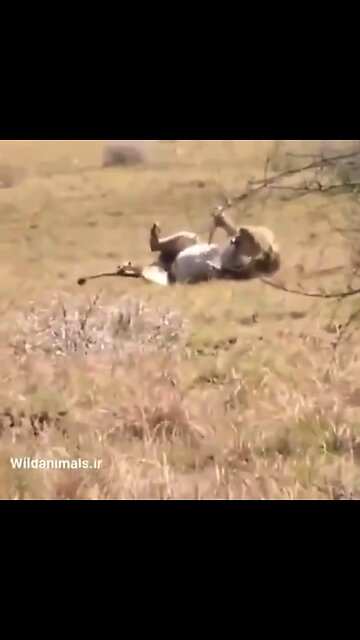 **DISTURBING** Lion looking over shoulder