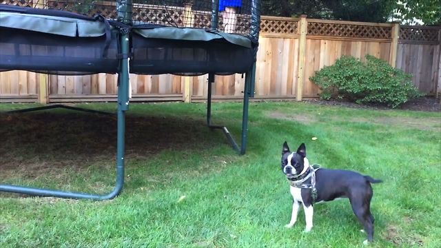 French Bulldog Loves Trampolines