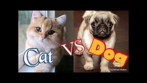 Troll Prank Dog Funny & fake Lion and Fake Tiger Prank To dog & Huge Box Prank to dog
