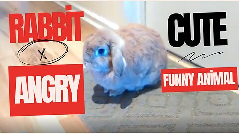 Angry Rabbit - Cute and Funny Animals