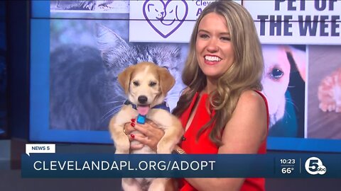 Cleveland APL Pet of the Weekend: Jack, a 2-month-old retriever mix