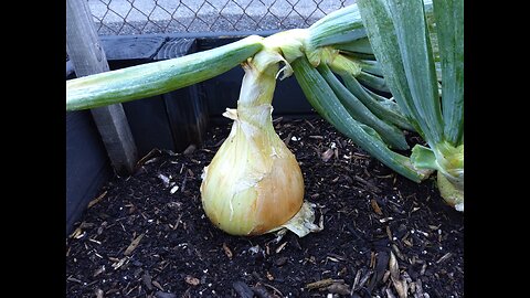 How To Tell When Your Onions Are Ready To Harvest 6/29/24