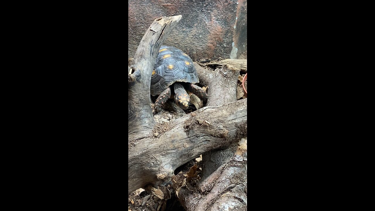 Tortoise